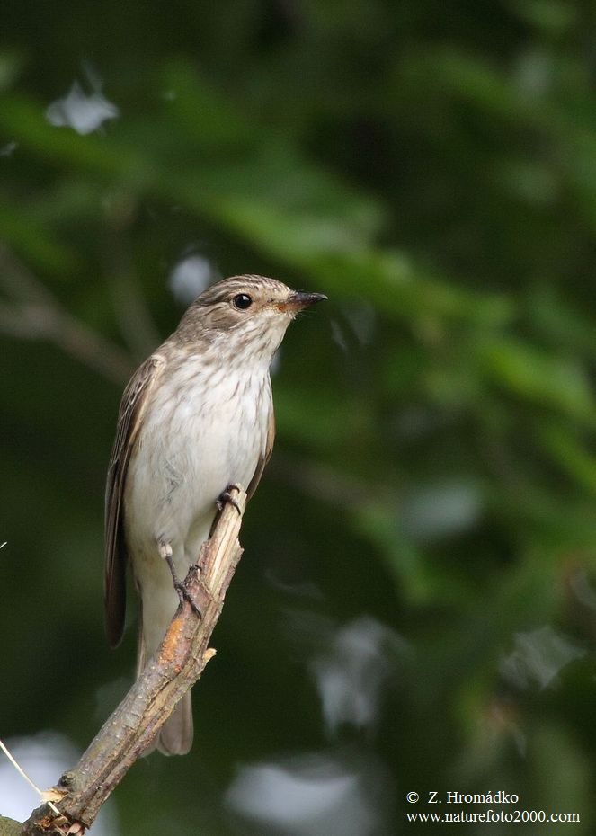 Spotted Flycatcher, Muscicapa striata (Birds, Aves)